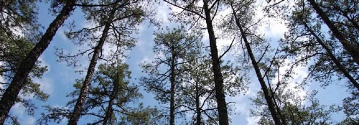 Why should I Invest in Pine-Producing Timberlands?