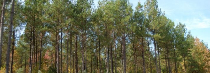 The State of South Carolina’s Forests