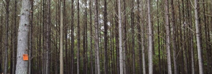 South Carolina’s Forests