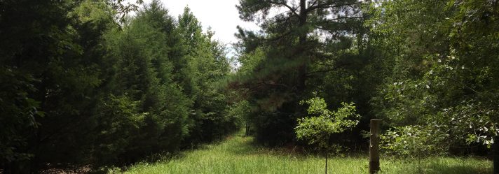 What Should You Know About Buying Timberland Property?