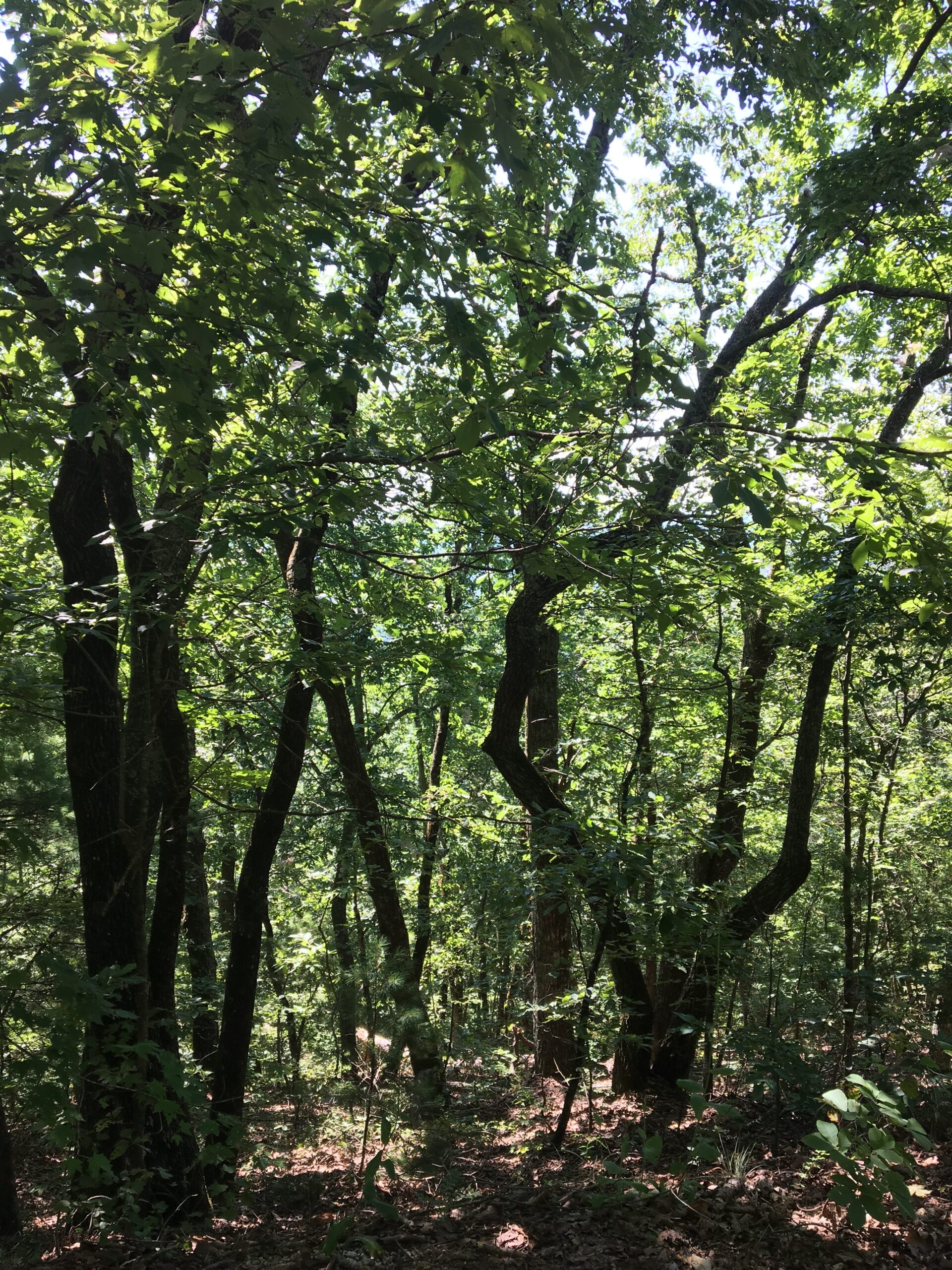 Beautiful, Unspoiled Land in the Heart of Sumter National Forest