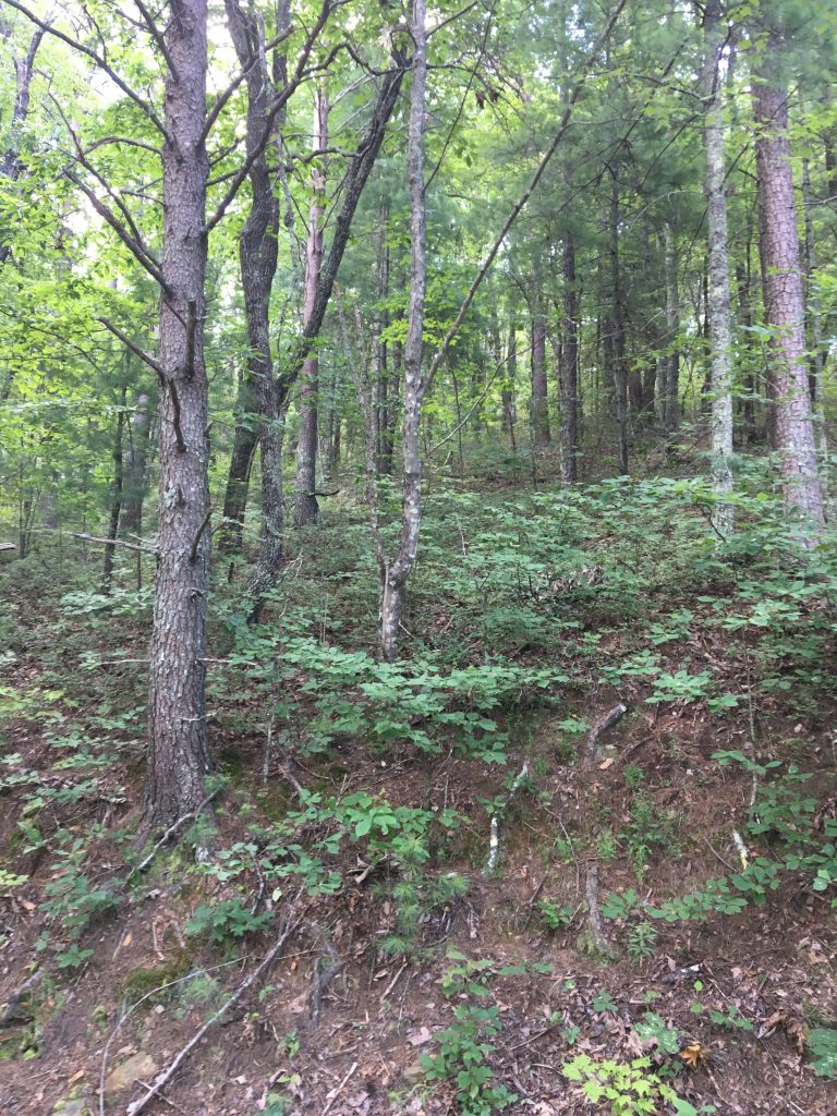 Beautiful, Unspoiled Land in the Heart of Sumter National Forest