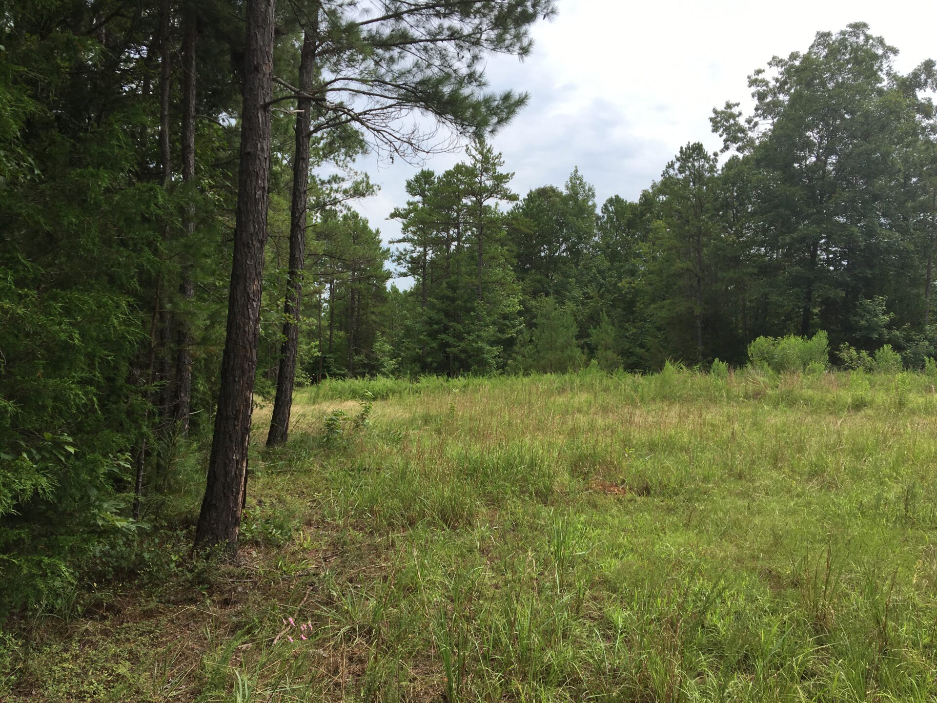 Abbeville 51+/ Acre Land with Park Creek Frontage Metcalf Land Company Inc