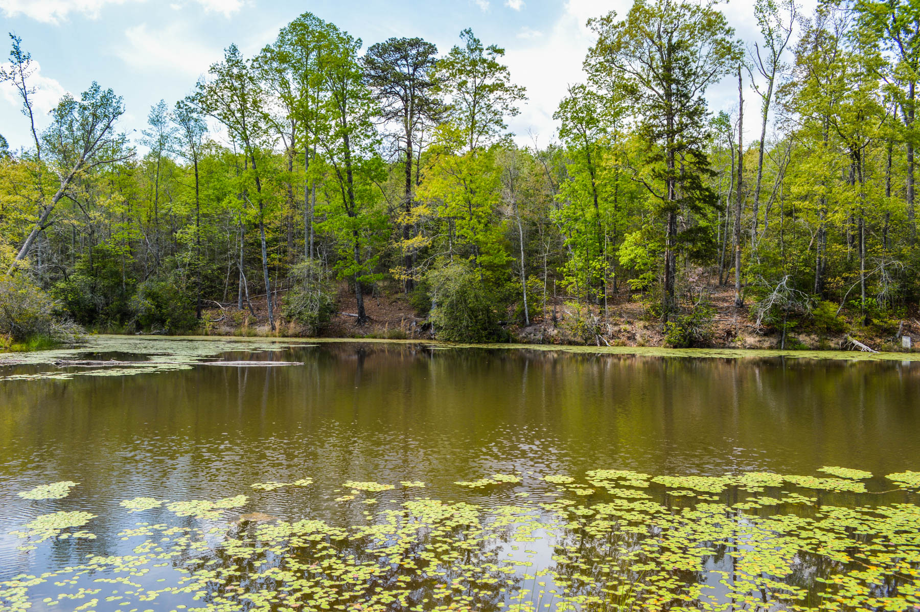 Adjoining 20 Acre Tracts With Large Pond Near Hwy 101 Metcalf Land