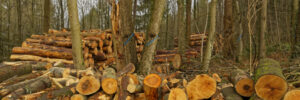 Timberland Properties