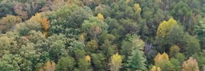 A Guide to Investing in Timberland in South Carolina