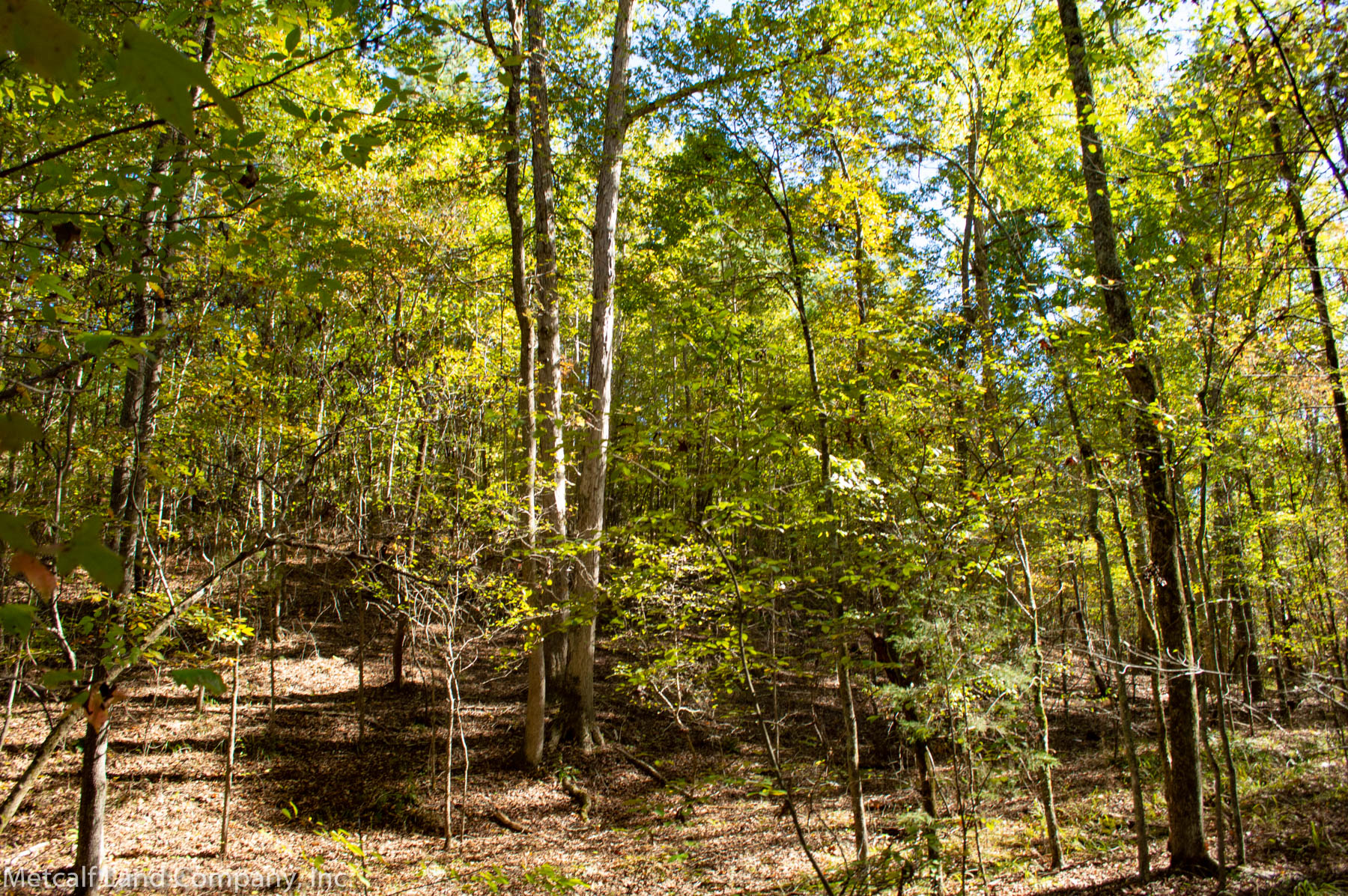 13.80 Acres in PaulineWest Springs Community Metcalf Land Company Inc