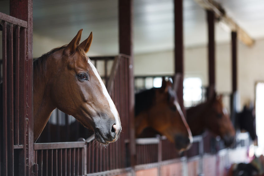 Horses on Equestrian Property