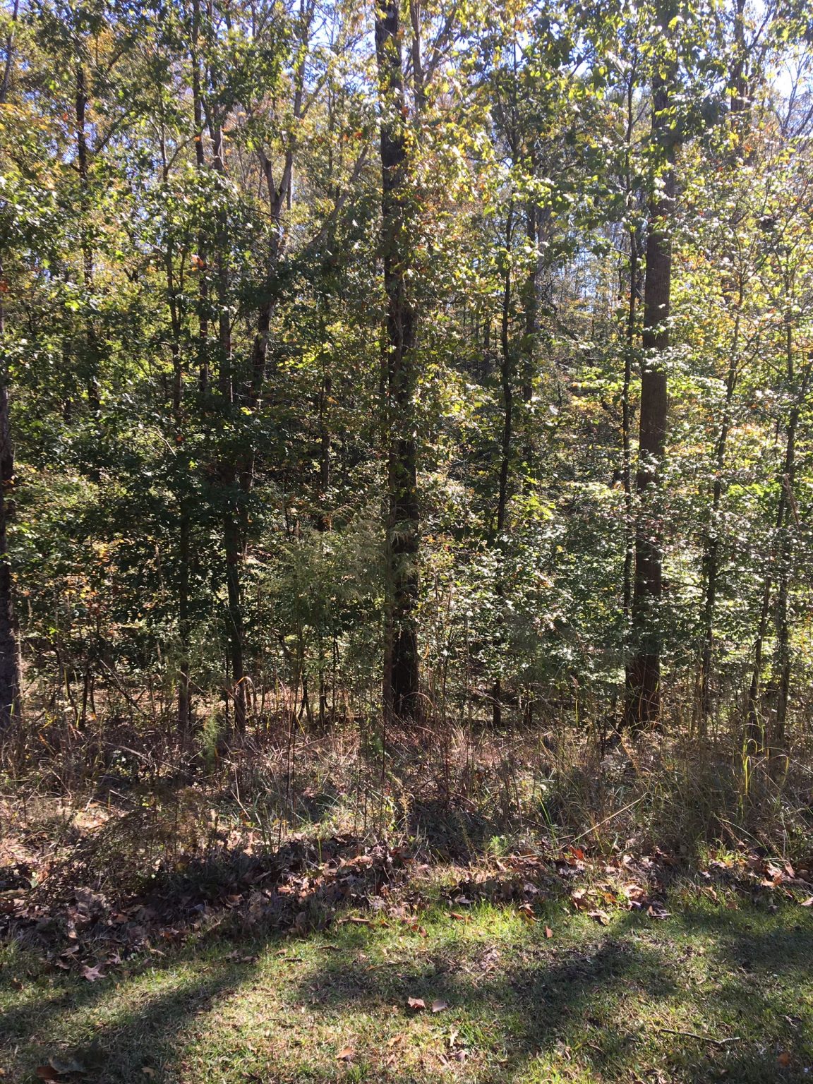 Great Building Lot in Chickasaw Point Golf Community Metcalf Land