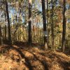 Gorgeous Wooded Building Lot in Foxwood Hills