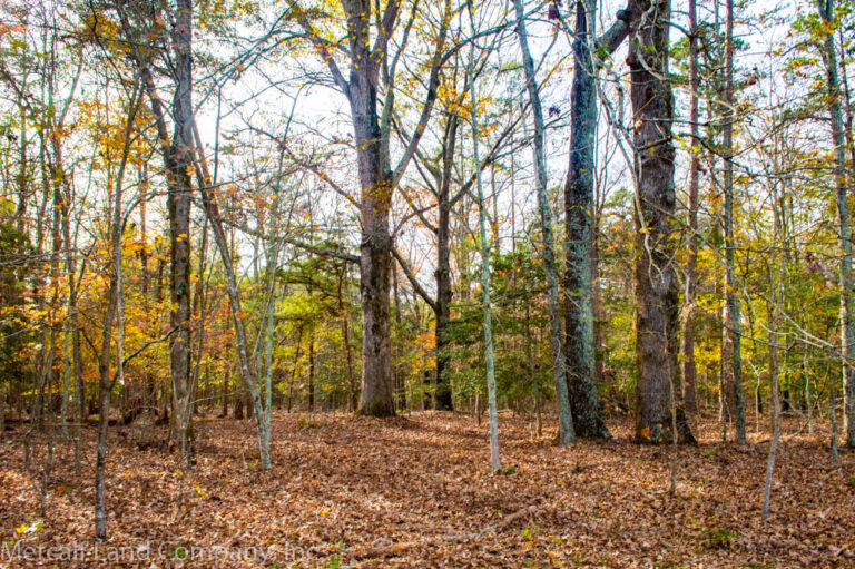 Reasons to Invest in South Carolina Hunting Land Metcalf Land Company Inc