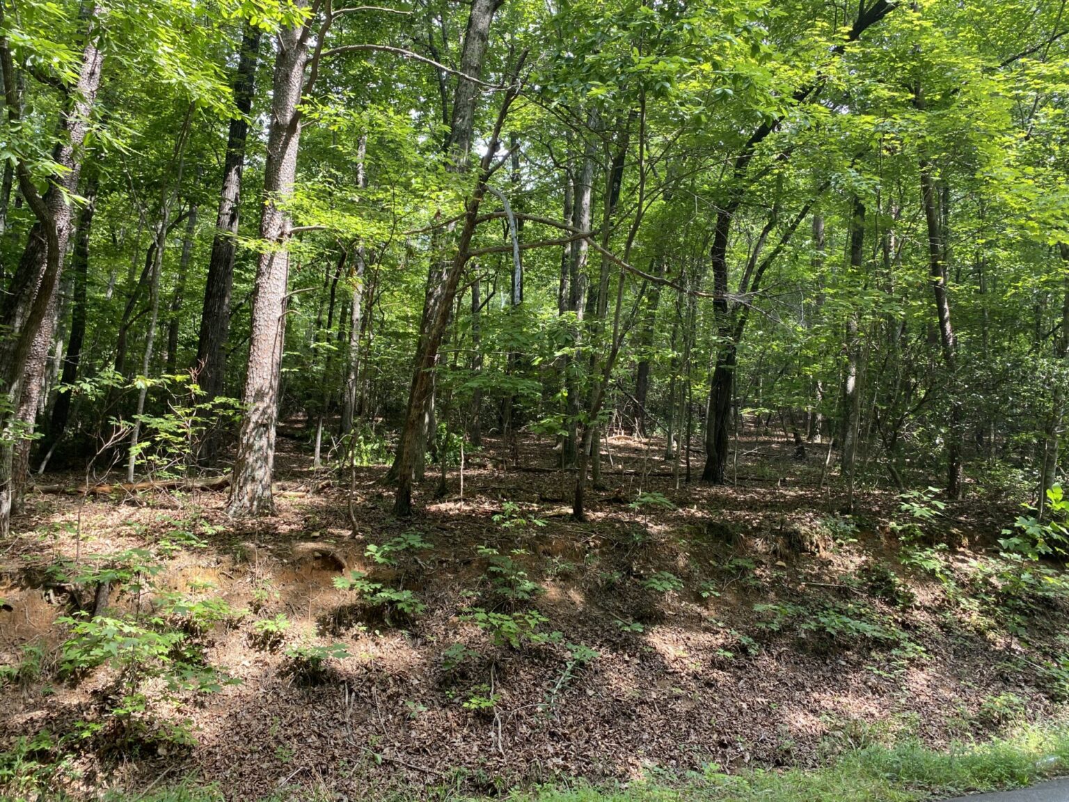 A Natural Sanctuary in Lake Lanier Metcalf Land Company Inc