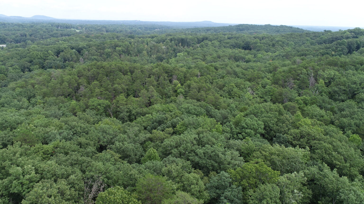 A Natural Sanctuary in Lake Lanier Metcalf Land Company Inc