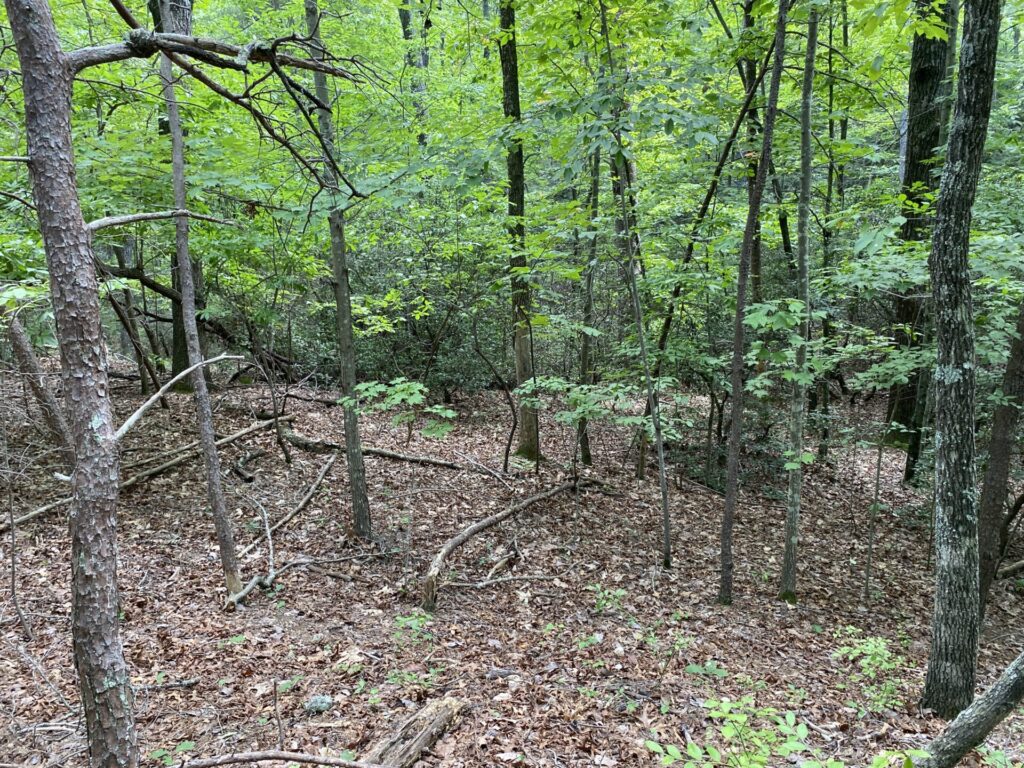 A Natural Sanctuary in Lake Lanier Metcalf Land Company Inc
