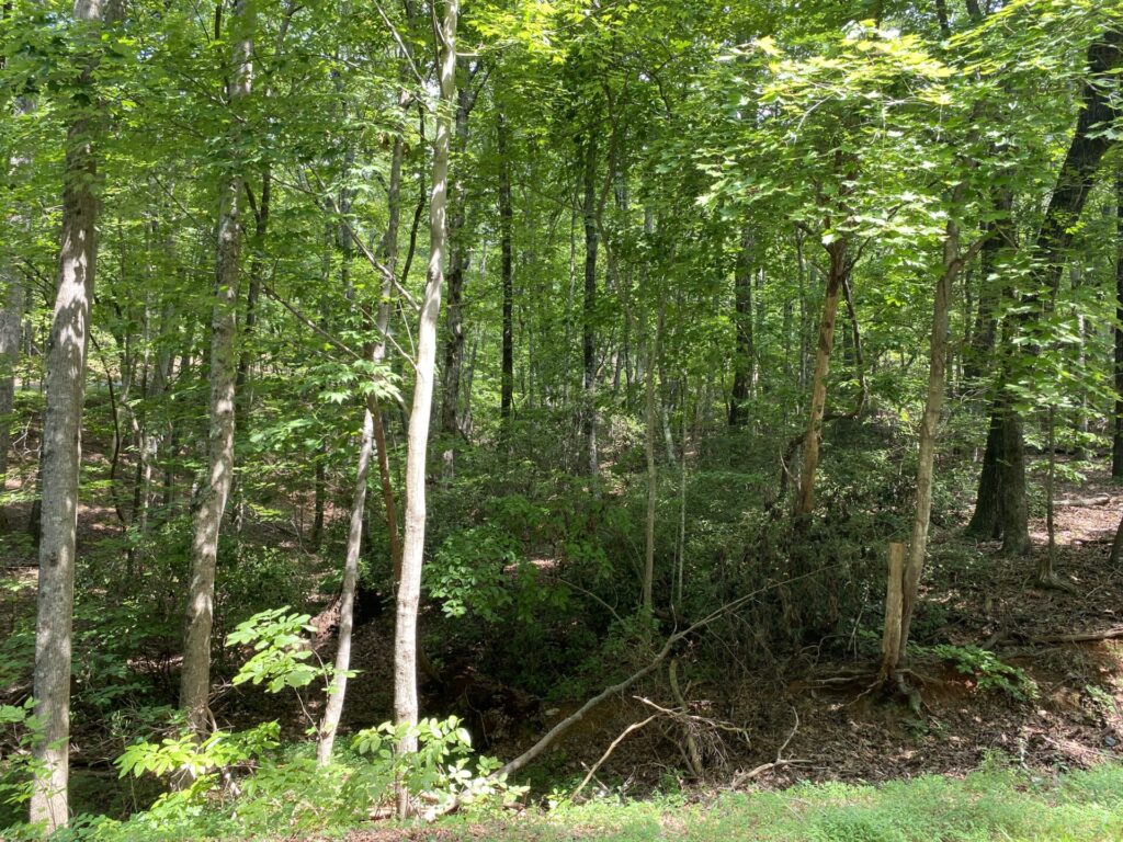 A Natural Sanctuary in Lake Lanier Metcalf Land Company Inc