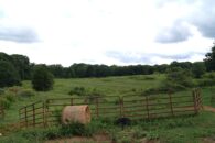 20 Acre Development Tract in Greer off Hwy 101