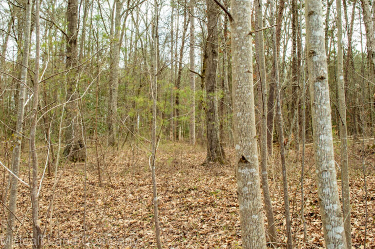 Wooded Residential Lot Near Lake Blalock Metcalf Land Company Inc