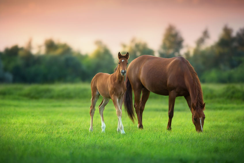 Horses at pasture at country home during sunrise 