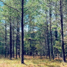 32 Acres in Union County at State Rd S-44-24, Carlisle, SC, USA for 5500