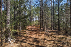 Wooded Mini-Farms Located Near Pacolet