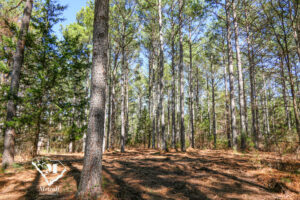 Wooded Mini-Farms Located Near Pacolet