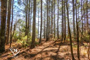 Wooded Mini-Farms Located Near Pacolet
