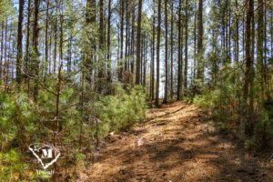 Wooded Mini-Farms Located Near Pacolet