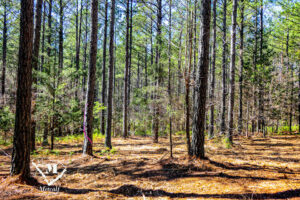 Wooded Mini-Farms Located Near Pacolet