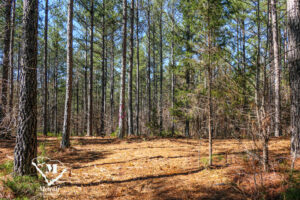 Wooded Mini-Farms Located Near Pacolet