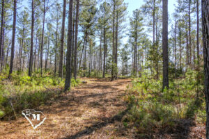 Wooded Mini-Farms Located Near Pacolet