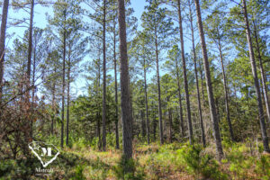 Wooded Mini-Farms Located Near Pacolet