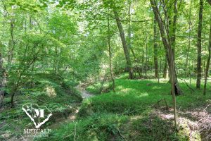 Lush wooded area with a creek, showcasing the natural beauty of the 8.4-acre mini-farm near Pacolet.