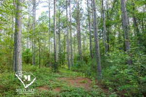Lush wooded area showcasing tall trees and greenery, ideal for a mini-farm near Pacolet.