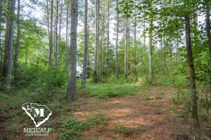 Wooded area of an 8.4-acre mini-farm near Pacolet, featuring tall trees and lush undergrowth.