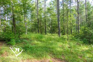 Lush, wooded landscape of an 8.4-acre mini-farm near Pacolet, featuring tall trees and vibrant greenery.