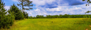 345 Acre Recreational Tract on the Tyger River