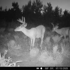 2 Hunting/Retreat Tracts