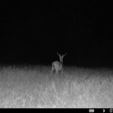 4 Hunting/Retreat Tracts