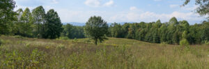 48 Acres in Campobello
