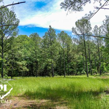 35 Acre Timber Tract in Union County
