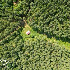 10 70 Acre Pine Plantation on Swink Creek