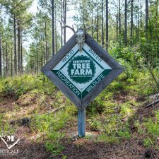 11 70 Acre Pine Plantation on Swink Creek