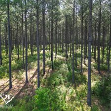 14 70 Acre Pine Plantation on Swink Creek