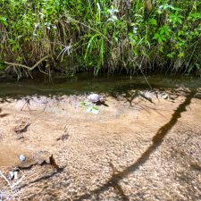 21 70 Acre Pine Plantation on Swink Creek