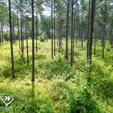 22 70 Acre Pine Plantation on Swink Creek