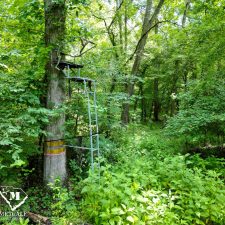 23 70 Acre Pine Plantation on Swink Creek