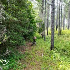 24 70 Acre Pine Plantation on Swink Creek