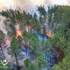27 70 Acre Pine Plantation on Swink Creek