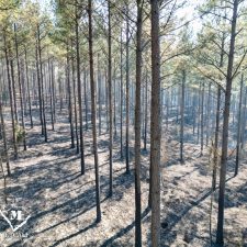 29 70 Acre Pine Plantation on Swink Creek