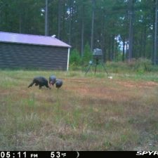 34 70 Acre Pine Plantation on Swink Creek